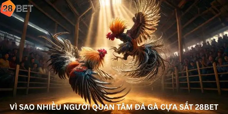 Vì sao nhiều người quan tâm Đá gà cựa sắt 28Bet